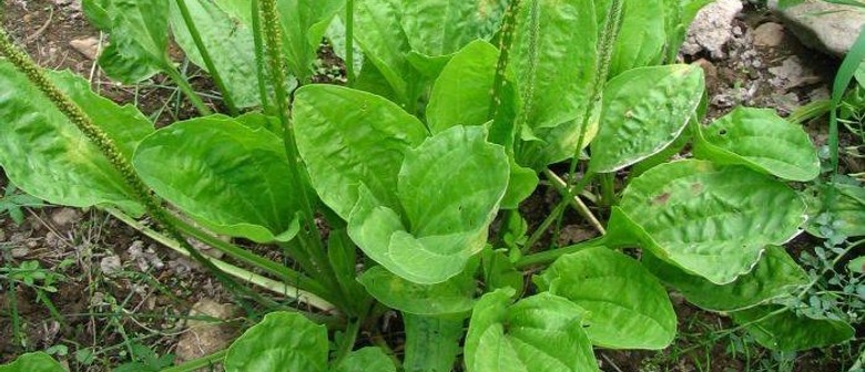 What's In Your Garden? Herbal Workshop: Skin Balance