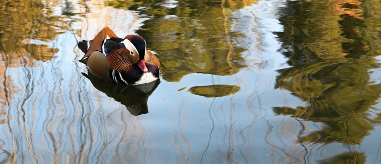 IMAgEN8 - Little eyes, Big perspectives