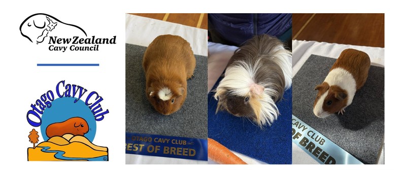 Guinea Pig Show - Dunedin