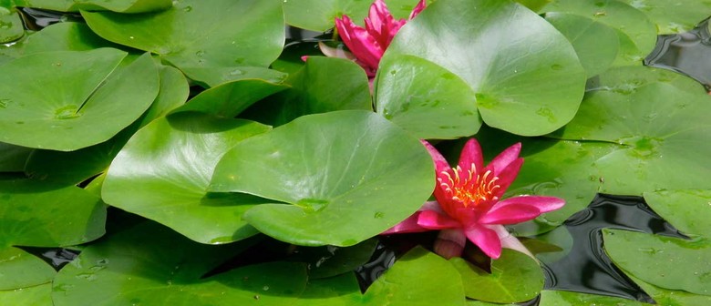 Pranic Healing Course - Level 1 - 2 day workshop