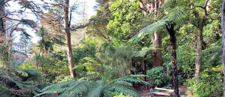 New Zealand's Native Plants and Their Stories - Guided Walk