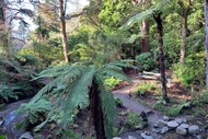 New Zealand's Native Plants and Their Stories - Guided Walk