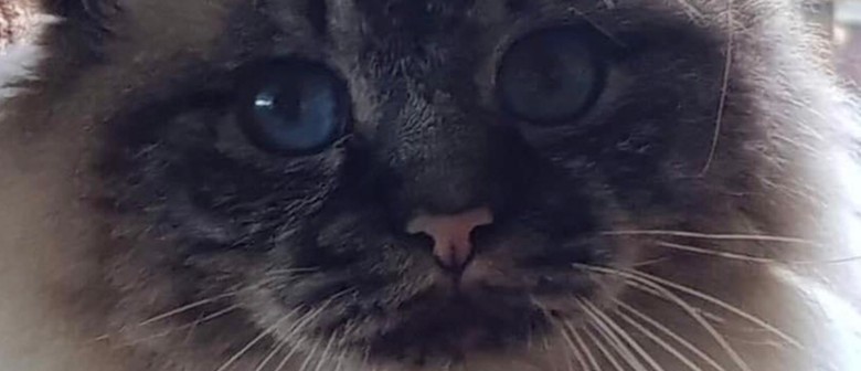 Birman Specialty Cat Show