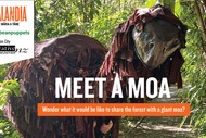 Meet The Moa!