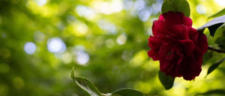 Discover the camellias in the garden - Guided Walk