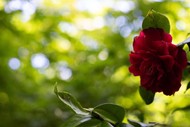 Discover the camellias in the garden - Guided Walk