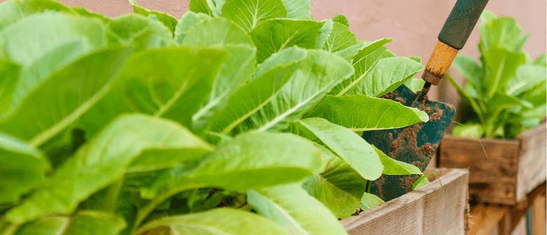 Winter Container Planting Workshop