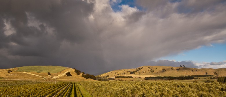 Dreaming of having an olive grove?