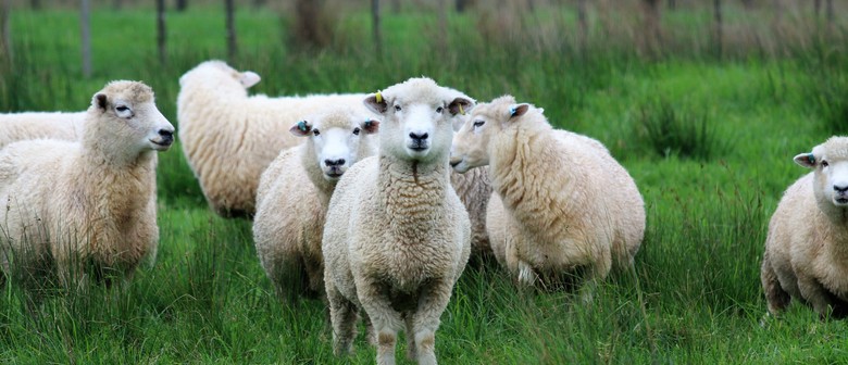 Kaipara Wool and Fibre Festival 2025