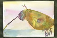 Exhibition: Peaceful Flight in the Botanic Gardens