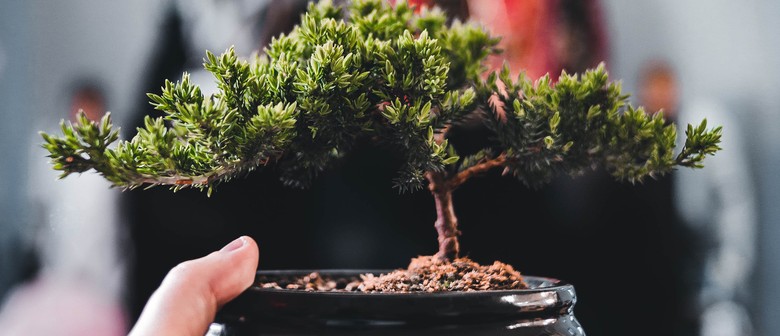 The Bonsai Experience