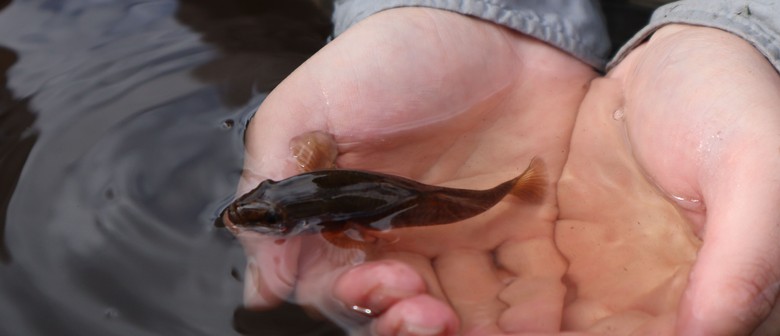 Conservation Kōrero: Talk Toitoi To Me
