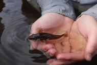 Conservation Kōrero: Talk Toitoi To Me