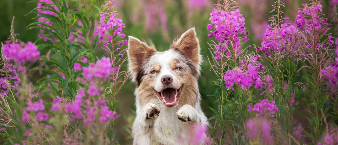 NZ's Top Dog Film Festival 2025