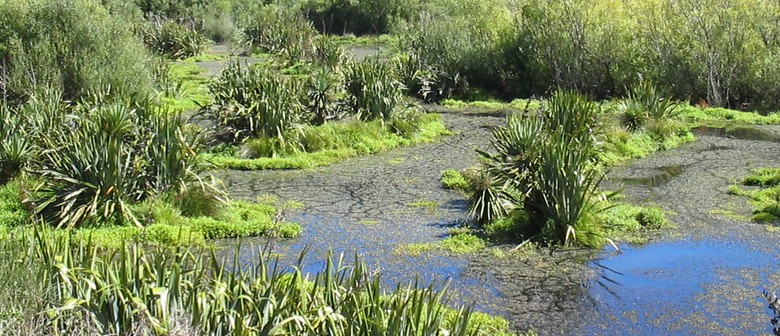 Forest & Bird Talk - Para Wetland Restoration Project