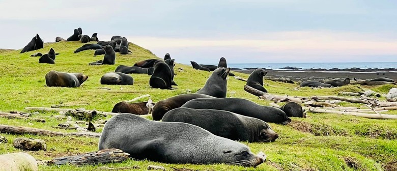 Gisborne Tramping Club, Table Cape and Mahia Scenic Reserve