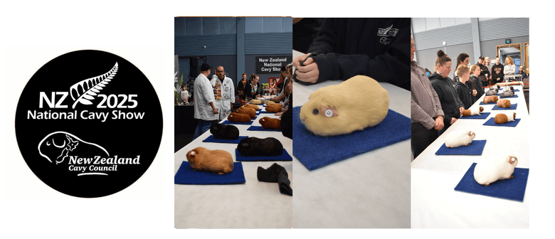 NZ National Guinea Pig Show