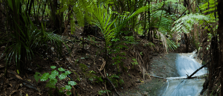 Stream Care Day with Kaipātiki Project
