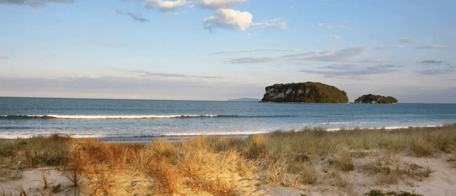 The Little Big Markets – Whangamatā