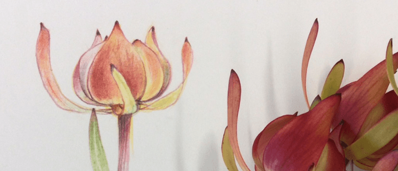 Correct Colour Pencil Techniques for Botanical Drawing