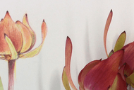 Correct Colour Pencil Techniques for Botanical Drawing