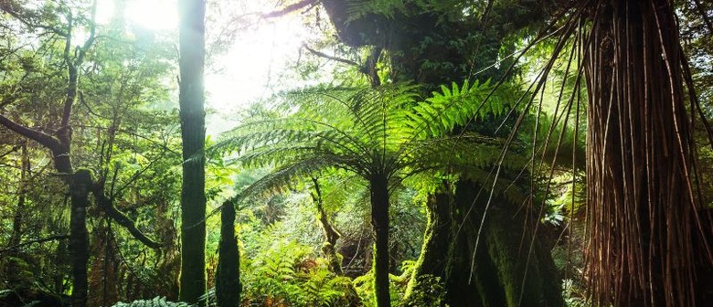 Eskdale Restoration - with Kaipātiki Project