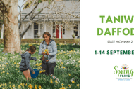 Taniwha Daffodils