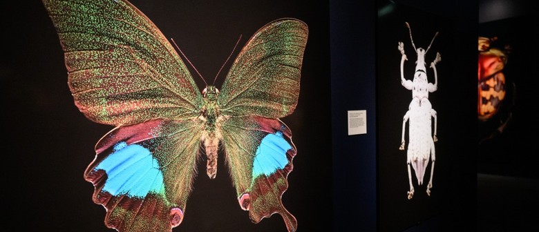 Microsculpture: The Insect Portraits of Levon Biss