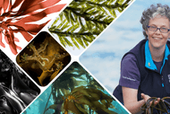 Conservation Kōrero: Underwater Forests of Wellington