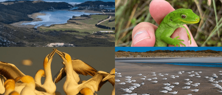 “Pest Free Onetahua” Presentation