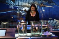 Freaky Features: Colossal Squid Ngū Tipua