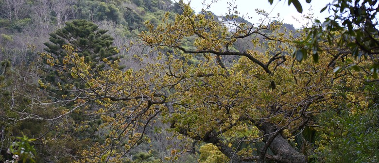 Our Beloved Indigenous Vegetation - Guided Walk