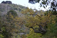Our Beloved Indigenous Vegetation - Guided Walk