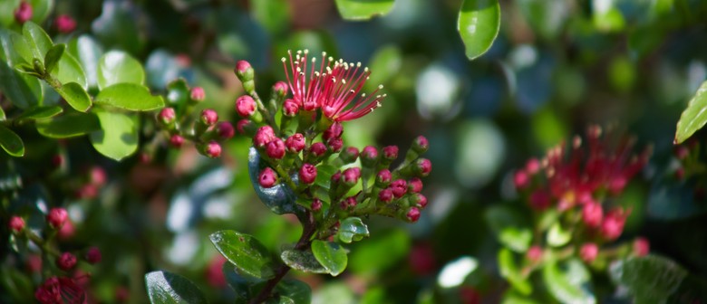 Spring Flora - Guided Walk