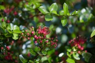 Spring Flora - Guided Walk