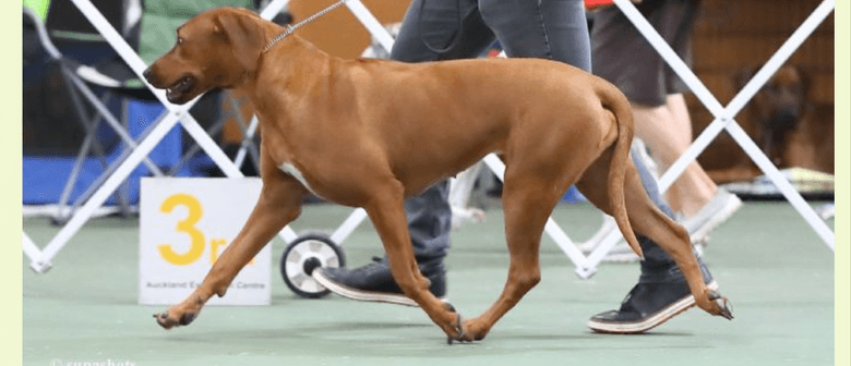 Championship Dog Shows in Otorohanga