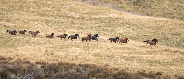 Kaimanawa Heritage Horses, Waiouru Ranges Wild Horse Tours