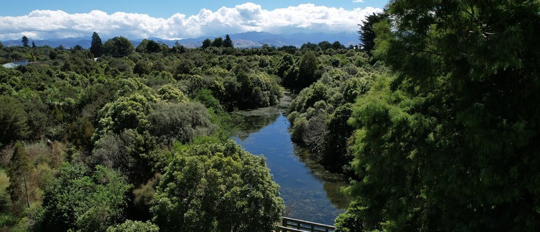 Wairarapa Walking Festival 2025: Millennium Native Forest Reserve