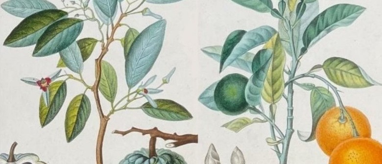 Botanical Art and Illustration - Tutored Course