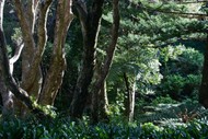 Botanical Oddities - Guided Walk