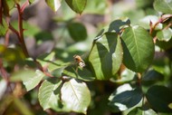 Plants for Health and Healing - Part 2 - Guided Walk