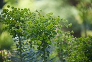Plants and Human Health - Guided Walk