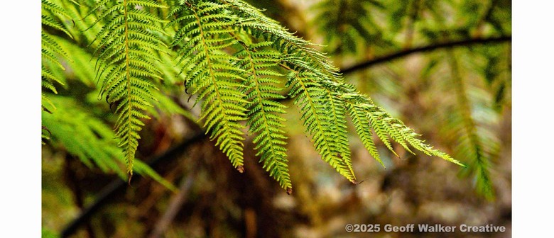 Wairarapa Walking Festival 2025: Photo Walks with Walker - Fensham