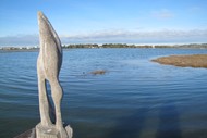 Te Whanganui-a-Orotu/Ahuriri Estuary Walk & Talk
