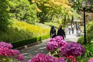A Walk With Katherine Mansfield - Guided Walk