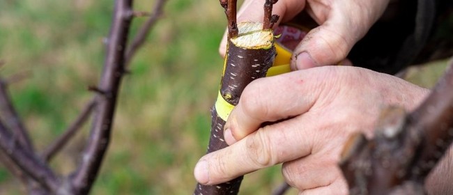 Tree Grafting with Che Vincent