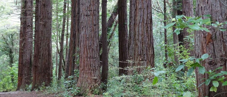 Wairarapa Walking Festival 2025: Kiriwhakapapa Loop Track
