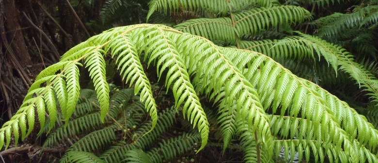 Wairarapa Walking Festival 2025: Te Whenua Tapui O Whakamairu Reserve