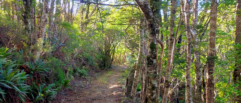Wairarapa Walking Festival 2025: Aorangi Forest Park Old Mill Track