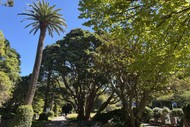 Heritage trees in the Wellington Botanic Garden - Guided Walk